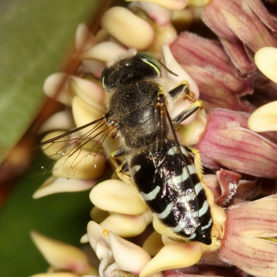Bembix americana ssp. spinolae *American Sand Wasp