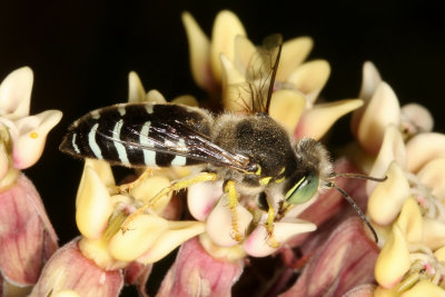 Bembix americana ssp. spinolae *American Sand Wasp