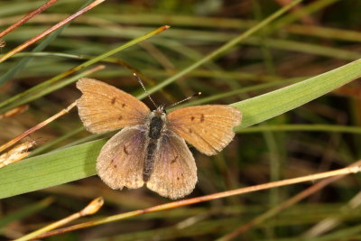 Bog Copper ♂