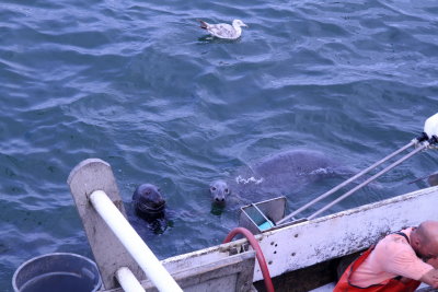 Gray Seals looking for hand-out