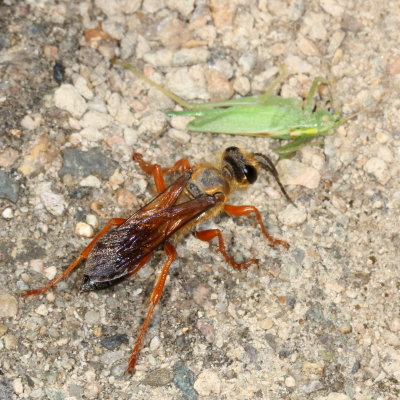 Sphex ichneumoneus * Great Golden Digger Wasp