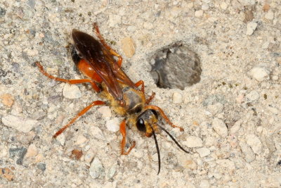 Sphex ichneumoneus * Great Golden Digger Wasp