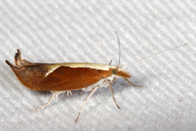 Hodges#2375 * Honeysuckle Moth * Ypsolopha dentella