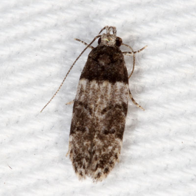 Hodges#1857  * White-banded Telphusa Moth * Pubitelphusa latifasciella