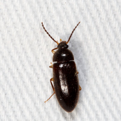 Genus Hymenorus