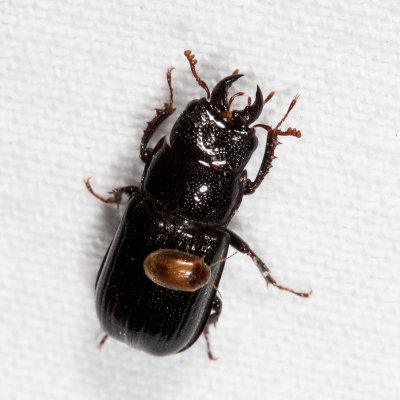 Ceruchus piceus ♂