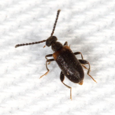 Elonus basalis