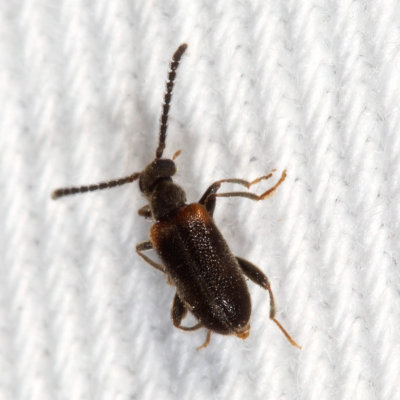 Elonus basalis