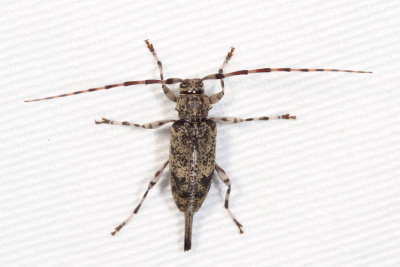 Graphisurus fasciatus  ♀ 