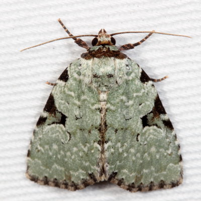 Hodges#9065 * Green Leuconycta * Leuconycta diphtheroides