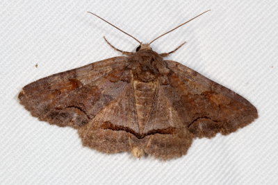 Hodges#8699 * Zale obliqua
