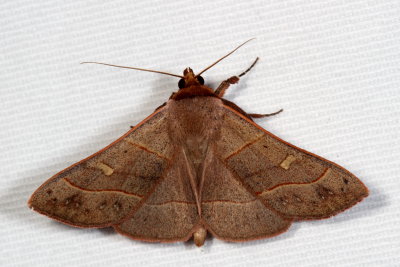 Hodges#8587 * Red-lined Panopoda * Panopoda rufimargo