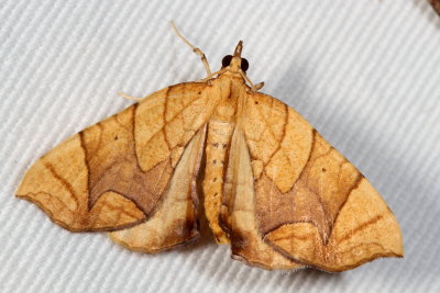 Hodges#7196/7 * Eulithis sp.