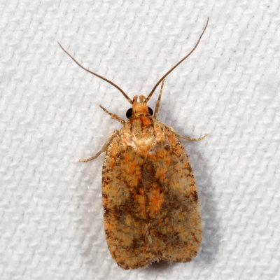 Hodges#0882 * Four-dotted Agonopterix * Agonopterix robiniella