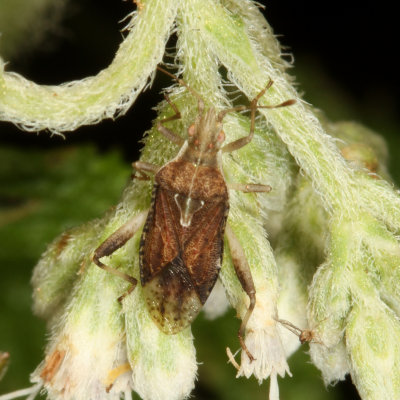 Harmostes fraterculus