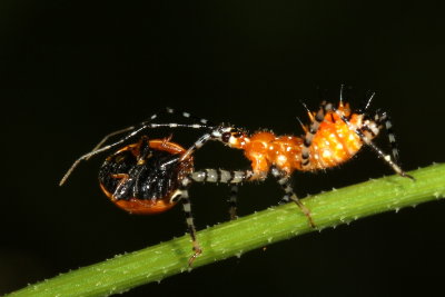 Pselliopus nymph with Ladybug prey