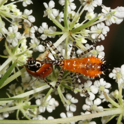 Pselliopus nymph