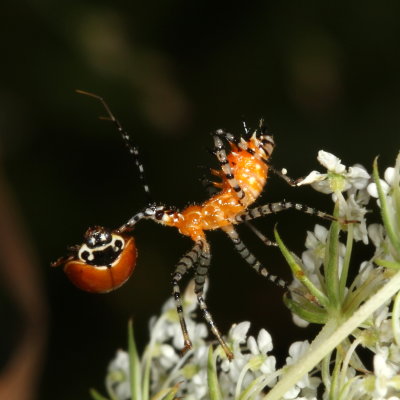 Genus Pselliopus nymph with Ladybug prey