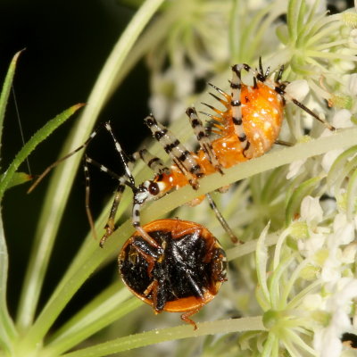 Genus Pselliopus nymph (Assassin Bug) with Ladybug prey