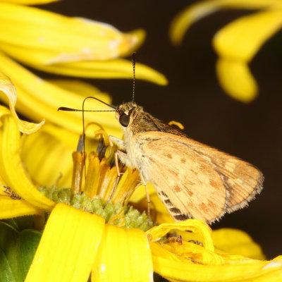 Carolina Roadside-Skipper