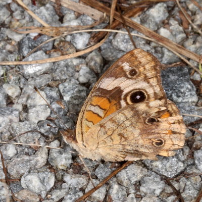 Common Buckeye