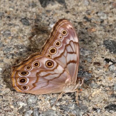 Creole Pearly-eye