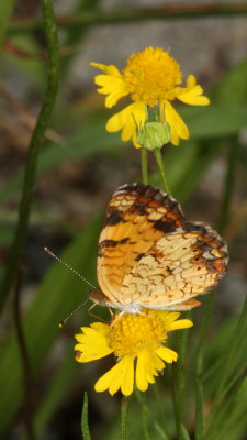 Pearl Crescent