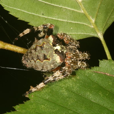 Araneus bicentenarius * Giant Lichen Orbweaver