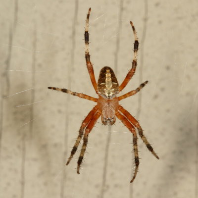 Neoscona domiciliorum * Spotted Orbweaver