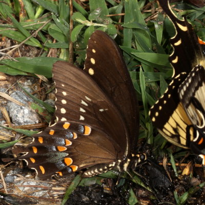 Spicebush Swallowtail