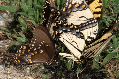Spicebush & Eastern Tiger Swallowtails
