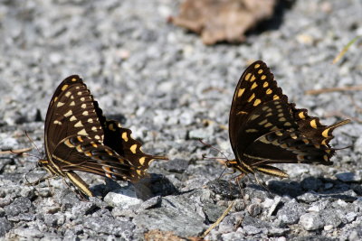 Palamedes Swallowtail