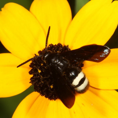 Scolia bicincta * Double-banded Scoliid