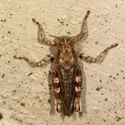 Pine Tree Spur-throat Grasshopper ♀