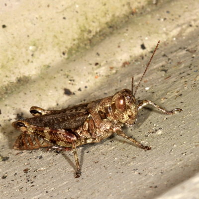 Pine Tree Spur-throat Grasshopper ♀