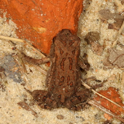 Fowler's Toadlet