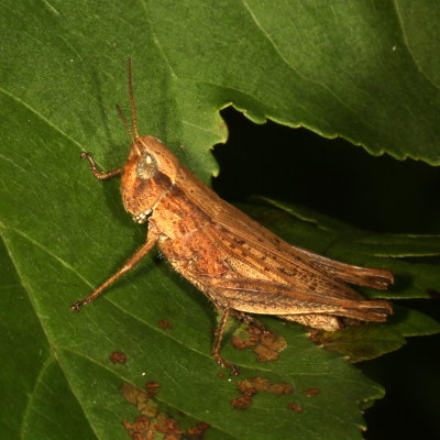 Dichromorpha viridis  ♀ * Short-winged Green Grasshopper