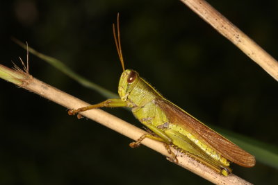 Schistocerca alutacea ♂