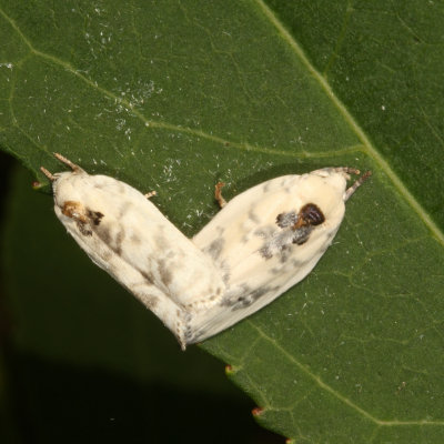 Hodges#1014 *  Pale Gray Bird-dropping Moth * Antaeotricha leucillana