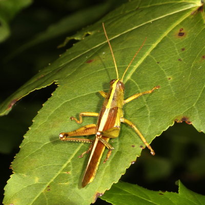 Schistocerca alutacea ♂