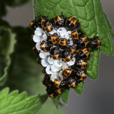 Halyomorpha halys / Eggs & 1st instar