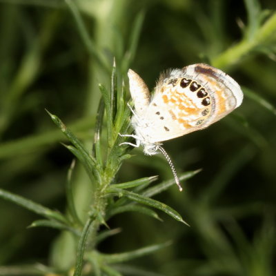 Western Pygmy-Blue