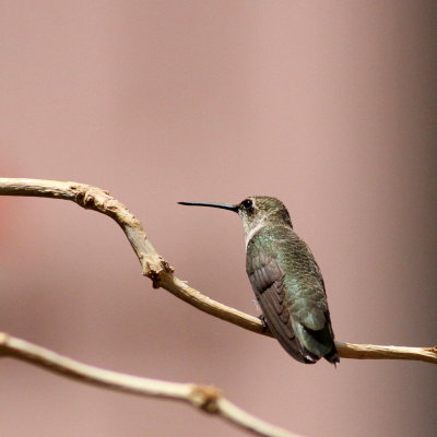 Black-chinned Hummingbird