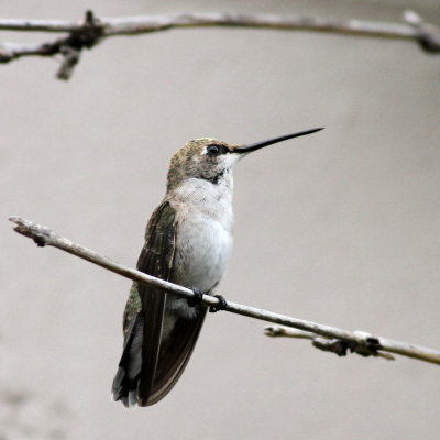 Black-chinned Hummingbird / immature ♂