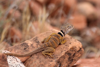 Great Basin Collared Lizard