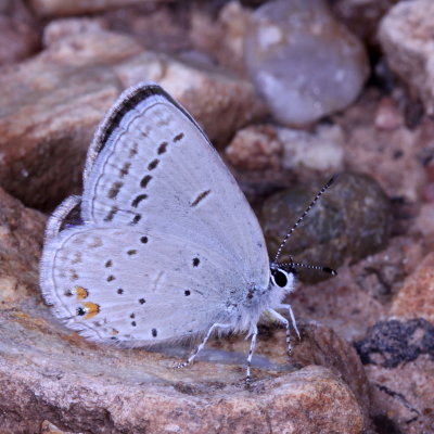 Western Tailed-Blue