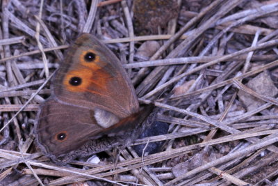 Mead's Wood-Nymph