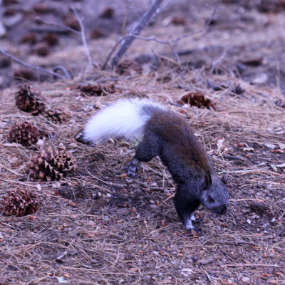 Kaibab Squirrel