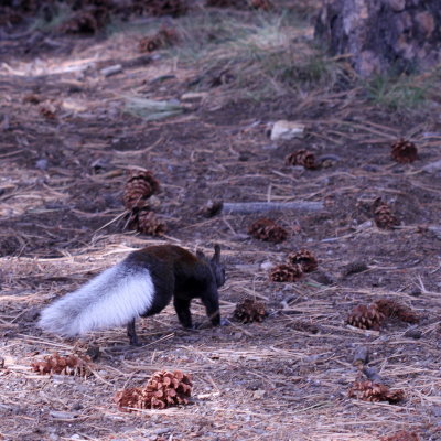 Kaibab Squirrel