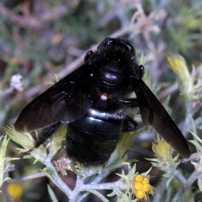 Xylocopa californica arizonensis